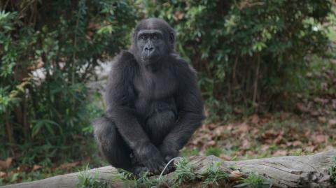 Western lowland gorilla Moke sits atop a log in the Great Ape House outdoor yard. 