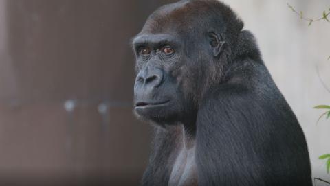 Western lowland gorilla Mandara at the Smithsonian's National Zoo. 