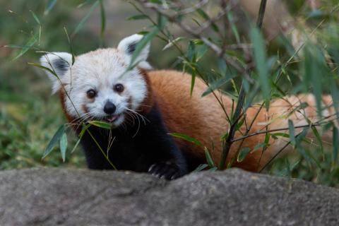 Red panda Chris-Anne eats bamboo in her outdoor habitat. 