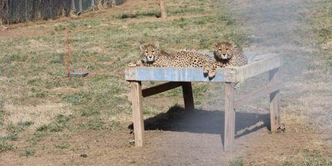 Two cheetah cubs lay on a hammock bed in their yard.