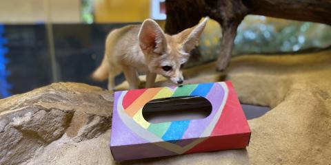 Fennec Fox Daisy looks into a seemingly empty cardboard tissue box. The box has been painted with rainbow colors.