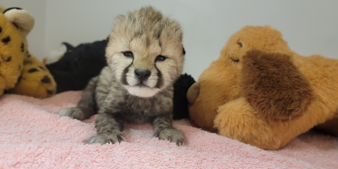 A one-week-old cheetah cub props himself up on a light pink towel. Behind and to the right of him, there is a large, brown plush dog. Further behind and to the left is a plush cheetah.