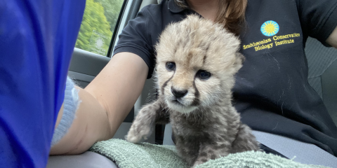 Adrienne Croiser takes a selfie of a 16-day-old cheetah cub. The cub is sitting on a light green towel in her lap. Adrienne is sitting in a car. Her right hand has a royal blue latex glove on and holds the phone taking the photo.