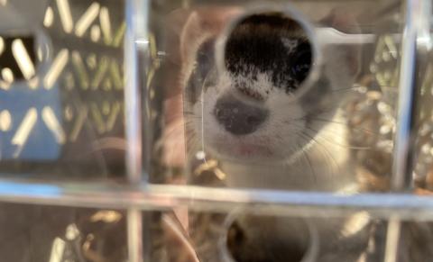 A black-footed ferret looks out a hole of its kennel during transportation. The front of the kennel has silver bars going vertically and horizontally, and is covered in a thick plastic with circular holes.