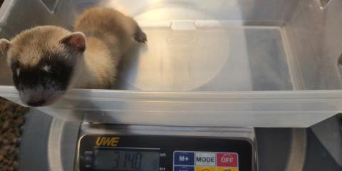 Potpie's female black-footed ferret kit stands in a small clear, plastic bin placed on a silver scale. The scale reads the kits weight, 3140 grams.