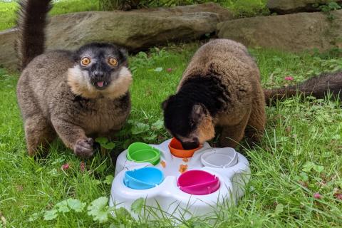 Collared lemurs Beemer (left) and Bentley (right) play with a puzzle feeder toy.
