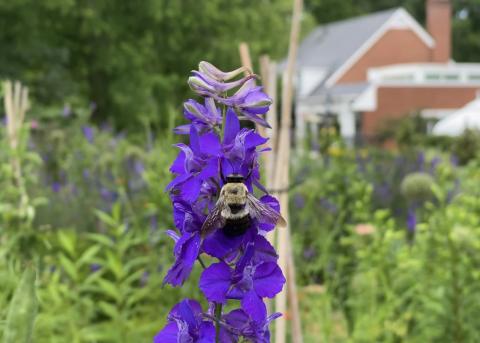 A carpenter bee gathers pollen from a flower. 