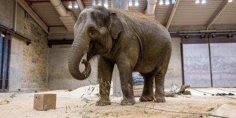 Asian elephant Nhi Linh is pictured standing next to a cube puzzle feeder. 