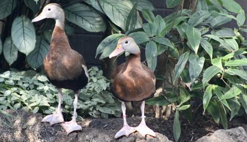 A male and female black-bellied whistling ducks stand on some rocks in their indoor habitat. There is some vegetation growing behind them.