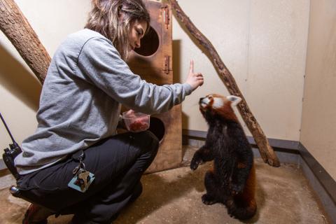 Keeper Mariel Lally asks red panda Jackie to stand on his rear feet. 
