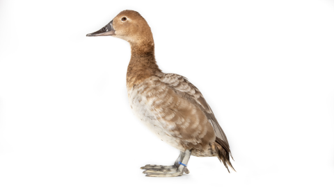 Female canvasback (duck) standing, facing the left. She is on a white backdrop.