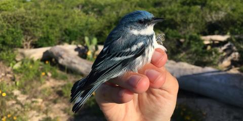 A blue and white bird, called a cerulean warbler, being held in a researcher's hand