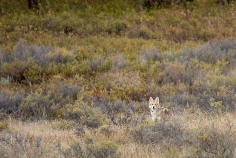 A coyote stands between grasses and shrubs at the American Prairie Reserve in Montana