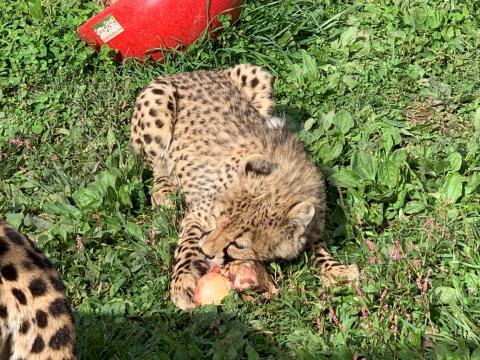 A 6.5-month-old cheetah cub enjoys a horse knuckle bone for the first time!