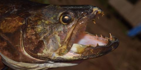 A wolf fish with its mouth open displaying sharp teeth