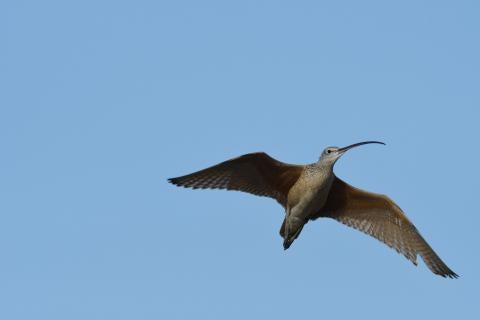 A long-billed curlew bird in flight in a clear blue sky