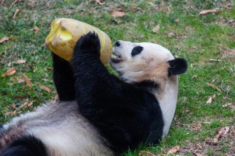 A giant panda laying on its back holds an enrichment toy up to its mouth