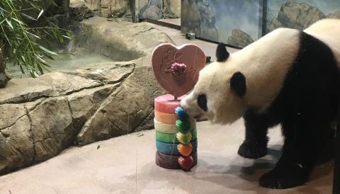 A giant panda takes a bite of a rainbow-themed ice treat for International Family Equality Day at the Zoo