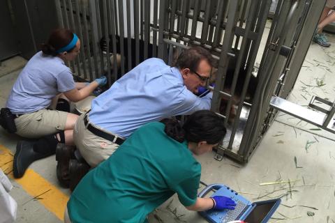 A giant panda lies down inside a training chute as three veterinarians conduct an ultrasound and view the images on a nearby computer