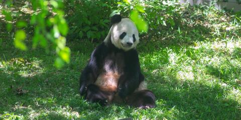 Tian Tian relaxes in the shade at the giant panda habitat. 