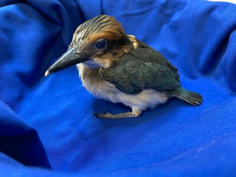 A 28-day-old female Guam kingfisher chick with colorful feathers and a large head and bill rests on a blue cloth.