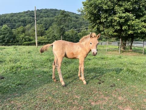 Photo of a Przewalski's horse filly standing in a grassy field. She is a small, light brown colored horse with a short tail.