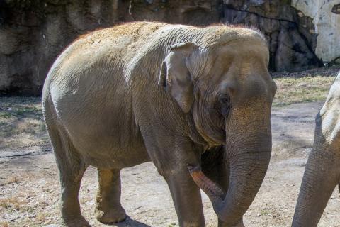 Asian elephant Shanthi at the Zoo's Elephant Trails exhibit. 