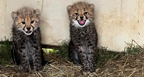 Two 9-week-old male cheetah cubs sit in their den on hay. The cub on the right appears to be hissing at the camera.