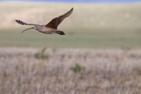 A shorebird, called a long-billed curlew, with a long, slender, curved bill, and mottled brown feathers flies over grasslands in Montana