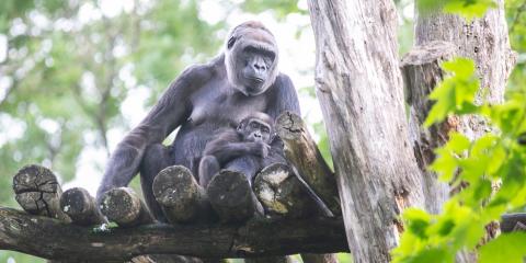 Infant western lowland gorilla Moke rests in the arms of his mother, Calaya, as they sit on top of a wooden structure in their outdoor yard at the Smithsonian's National Zoo
