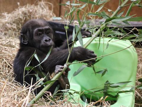 Gorilla infant Moke plays with an enrichment chair and some browse at the Great Ape House. 