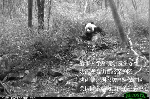 A camera trap photo of a giant panda; Mandarin Chinese text on the image in English is "Tsinghua University School of Environment, Shaanxi Guanyingshan Nature Reserve, Shaanxi Foping Nature Reserve, US National Zoological Park Conservation Ecology Center"