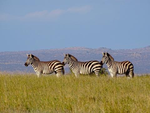 Three plains zebras stand in tall grasses in Laikipia Kenya. The zebras stand in a line, and rolling hills with trees and buildings can be seen in the background.