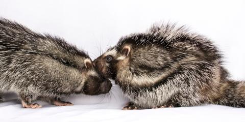two poisonous crested rats touch nose-to-nose