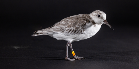 Side profile of a sanderling, a small, plump shorebird with gray and white plumage.