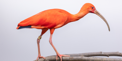 Side profile of a scarlet ibis, a wading bird with reddish-orange plumage and a long, curved bill. 