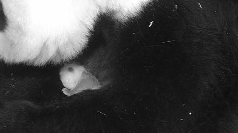 Giant panda Mei Xiang holds her small cub in her arms. The cub has small visible claws and has started to get its black and white markings