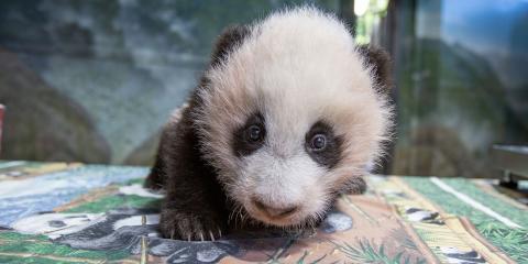 A young giant panda cub with black-and-white fur, round ears and small claws stands on a table in the indoor panda habitat at the Smithsonian's National Zoo during a routine exam