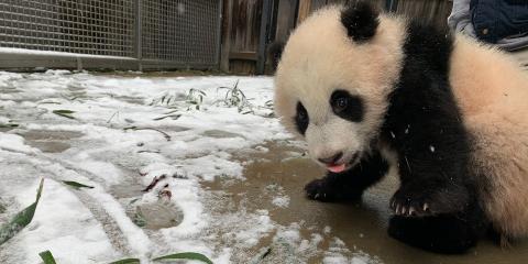 Giant panda cub Xiao Qi Ji stands near a light dusting of snow.