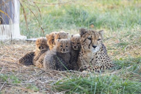 A cheetah and her five cubs resting together on a pile of hay in a grassy yard