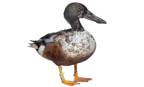 A male northern shoveler stands on a white backdrop.