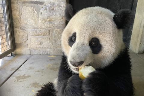 Giant panda cub Xiao Qi Ji enjoys a tasty pear Oct. 15, 2022. 
