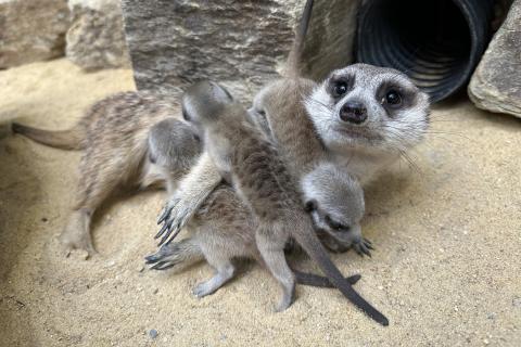 Meerkat pups pile on top of their father, Frankie. 
