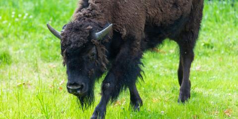 A juvenile bison walks across green grass