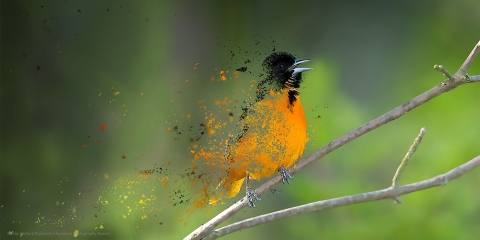 an oriole sitting on a branch appears to dissolve into the ether
