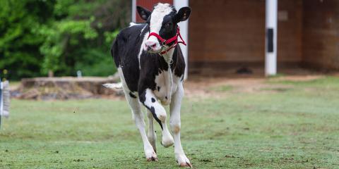 A black-and-white holstein calf (cow) running through the grass in front of the barn at Smithsonian's National Zoo's Kids' Farm exhibit