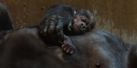 Western lowland gorilla infant Moke rests on the chest of his mother Calaya