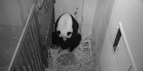 Giant panda Mei Xiang in her den cradling a cub in her fur