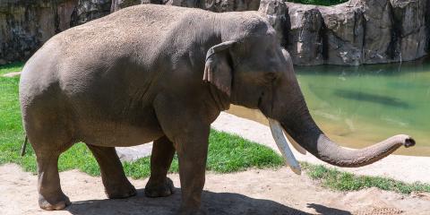 A male Asian elephant, named Spike, with large white tusks and a long trunk stands outside in the sun near a pool of water at the Smithsonian's National Zoo