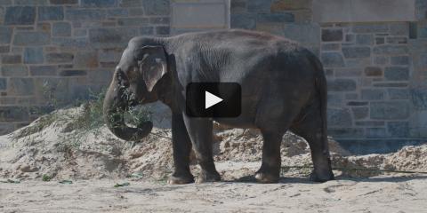 A video "play" button over a still of Asian elephant Swarna standing in a sandy yard eating browse
